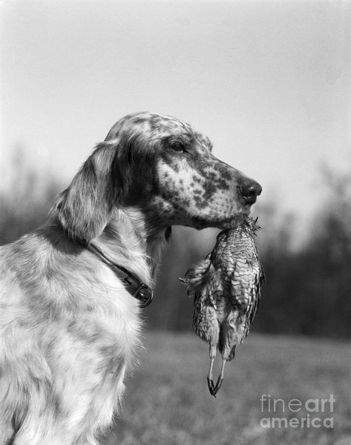 Hunting Dog With Quail, C.1920s Photograph by H. Armstrong Roberts/ClassicStock