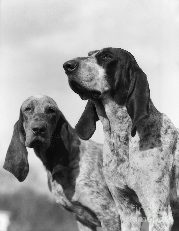 Hunting Dogs, C.1930s Photograph by H. Armstrong Roberts/ClassicStock