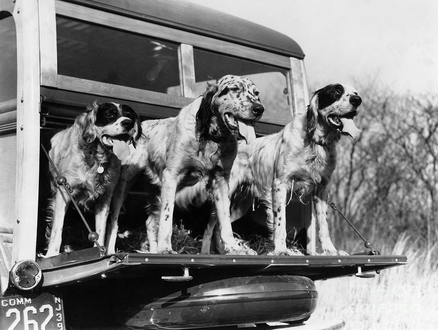 Hunting Dogs On Tailgate, 1939 Photograph by H. Armstrong Roberts/ClassicStock