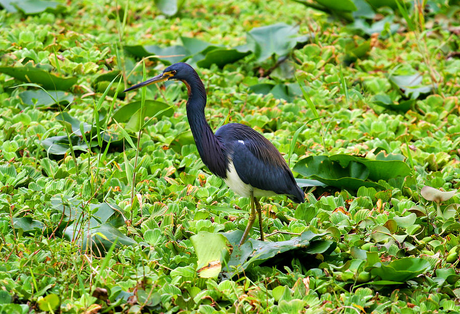 Tricolor Heron Hunting Photograph by Anthony Jones