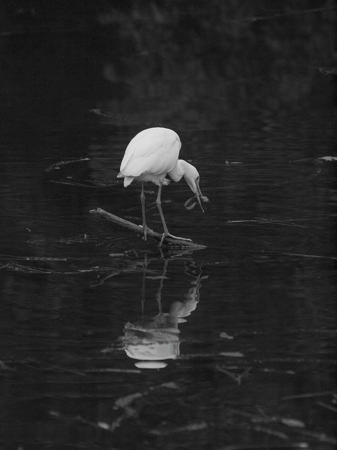 Hunting Egret Photograph by Joshua House
