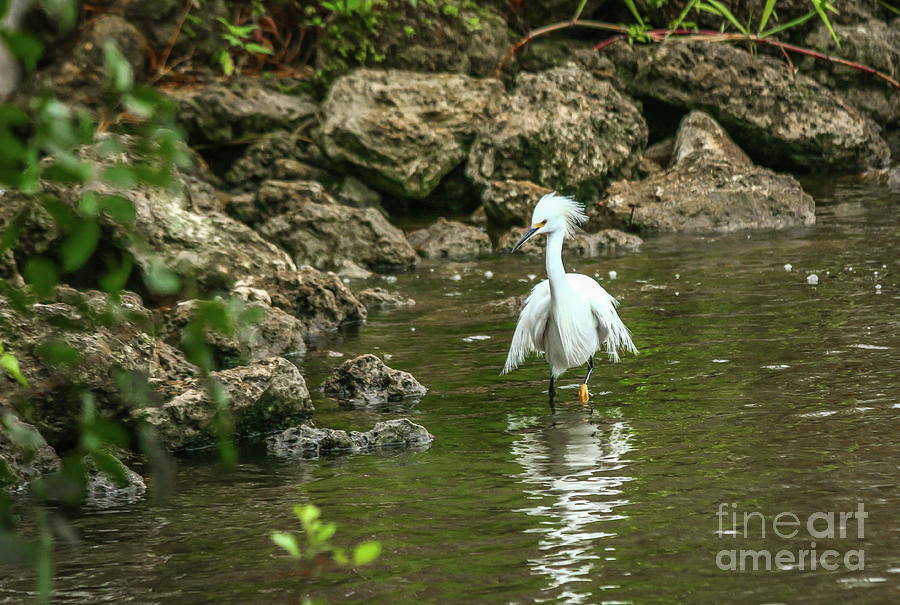 Hunting Egret Photograph by Tom Claud