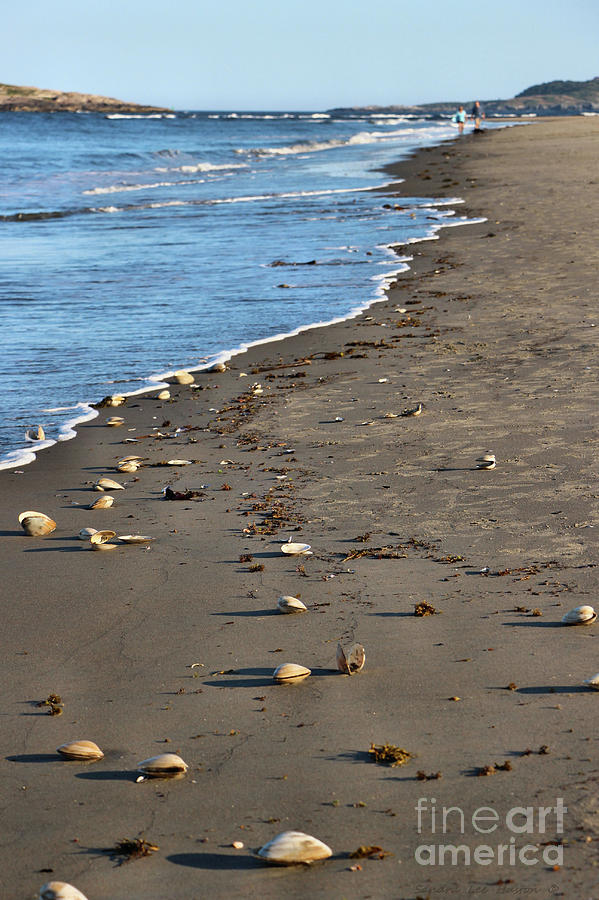 Hunting For Sea Shells Photograph by Sandra Huston