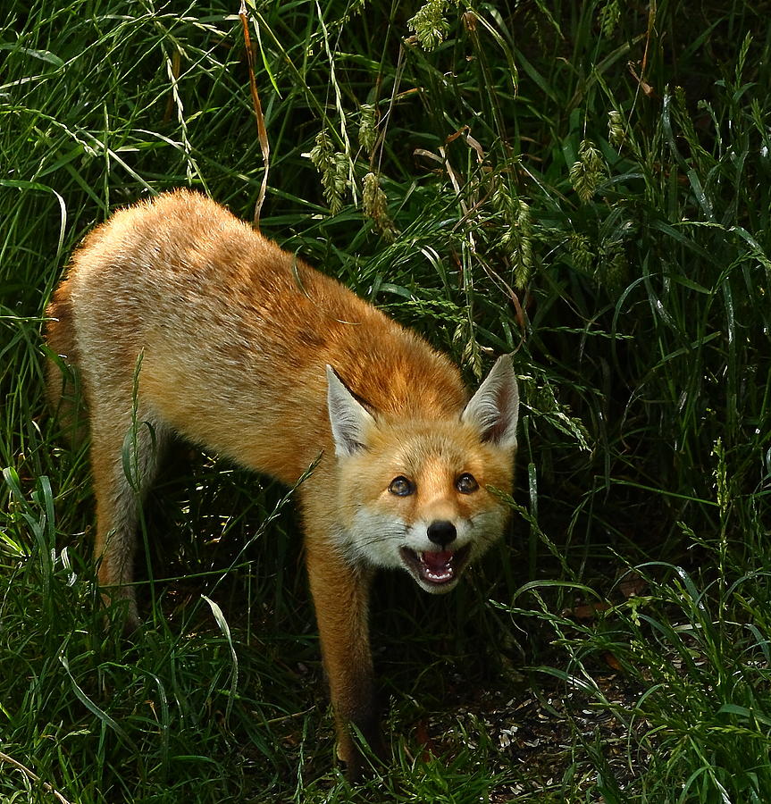 Hunting Fox Photograph by Jeff Townsend