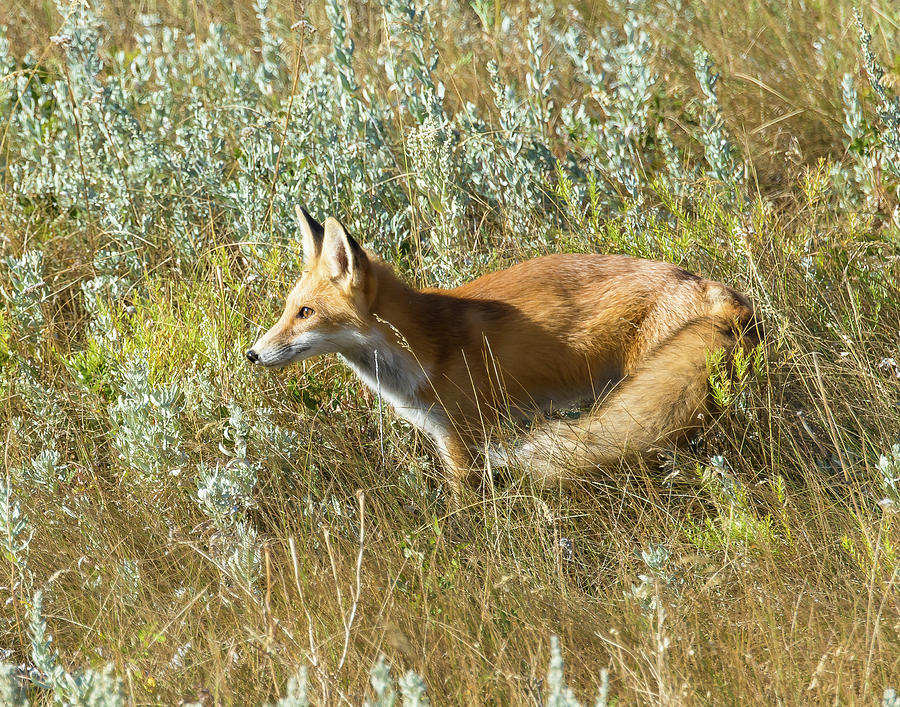 Hunting Fox Photograph by Mark Little