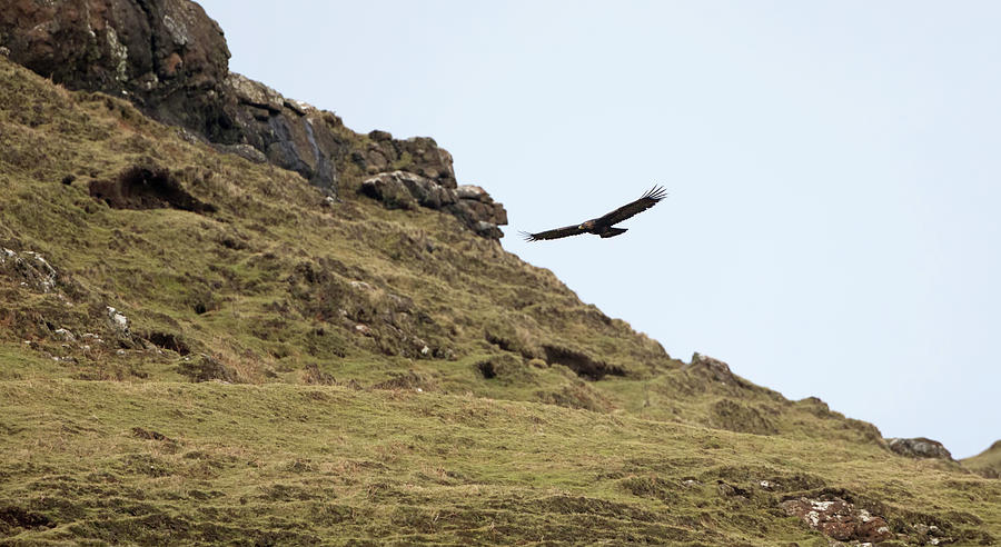 Hunting Golden Eagle Photograph by Pete Walkden