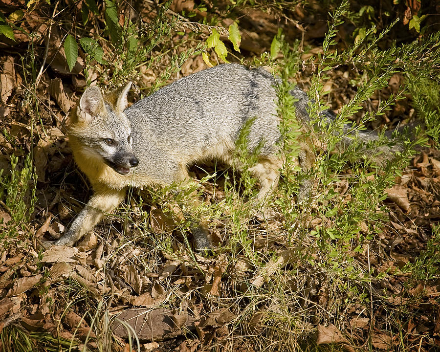 Hunting Gray Fox Photograph by Michael Dougherty
