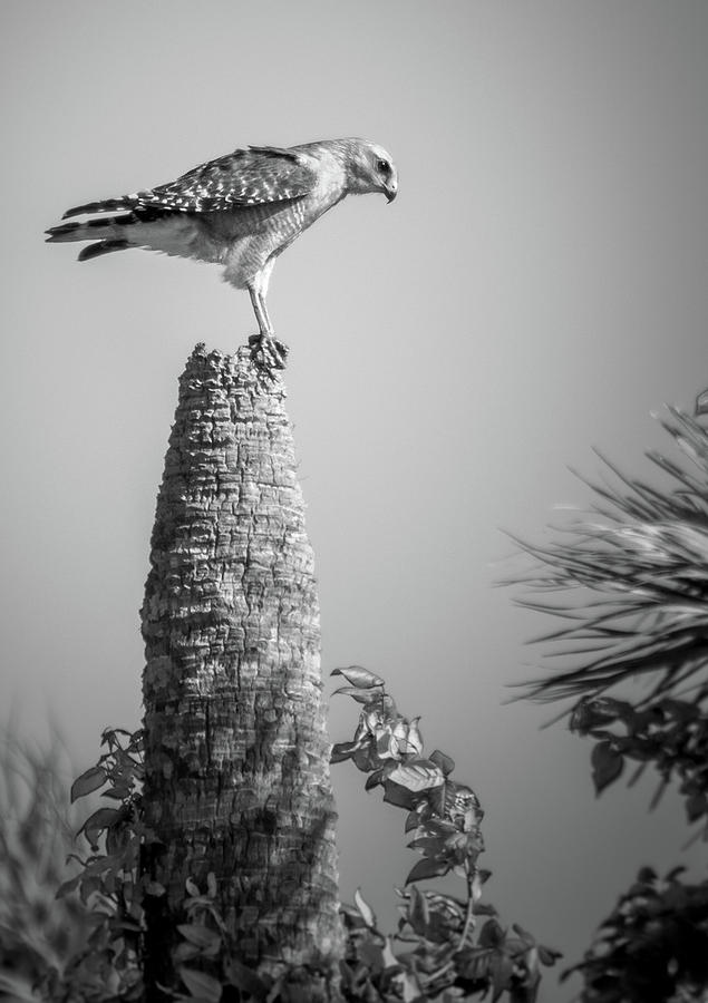 Hunting Hawk Photograph by David Hart