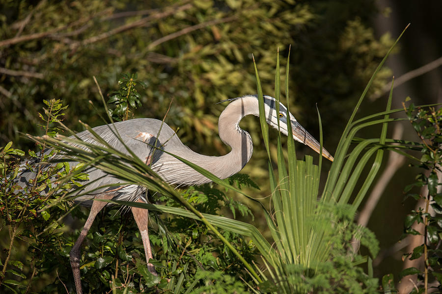 Hunting Heron Photograph by Bill Kraft - Fine Art America