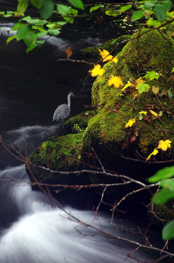 Hunting Heron Photograph by Ken Dietz