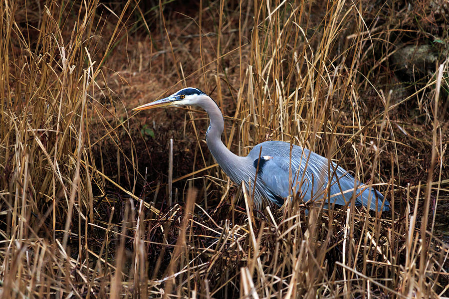 Hunting Heron Photograph by Travis Rogers
