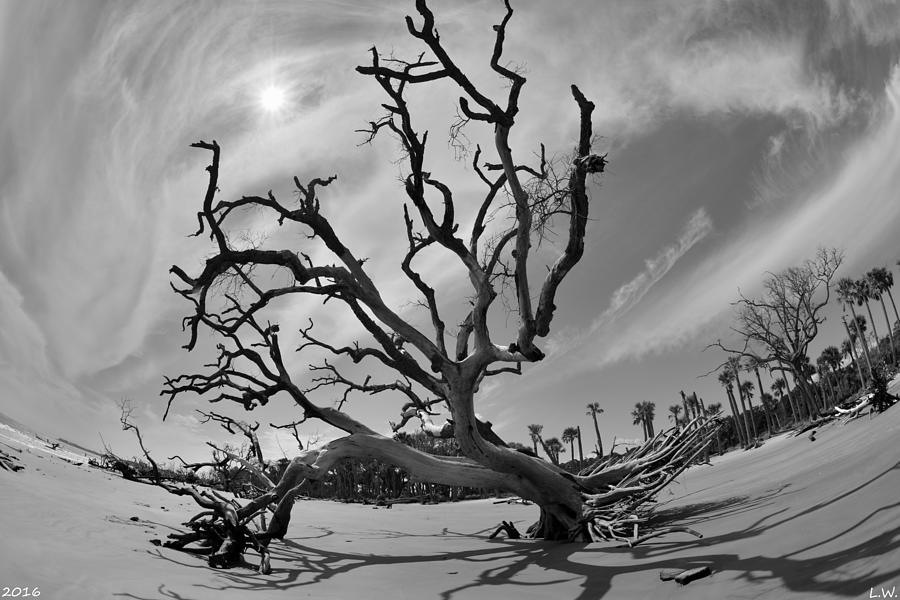 Beach Photograph - Hunting Island Beach And Driftwood Beaufort Sc Black And White by Lisa Wooten Beach Photograph - Hunting Island Beach And Driftwood Beaufort Sc Black And White by Lisa Wooten