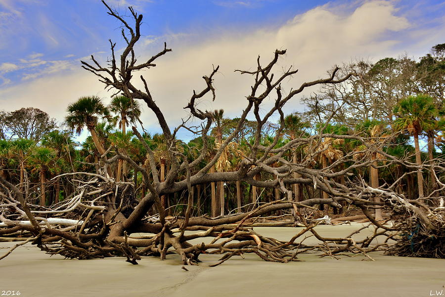 Hunting Island Driftwood Beach Beaufort SC Photograph by Lisa Wooten