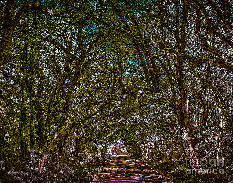 Tree Photograph - Hunting Island path by Izet Kapetanovic