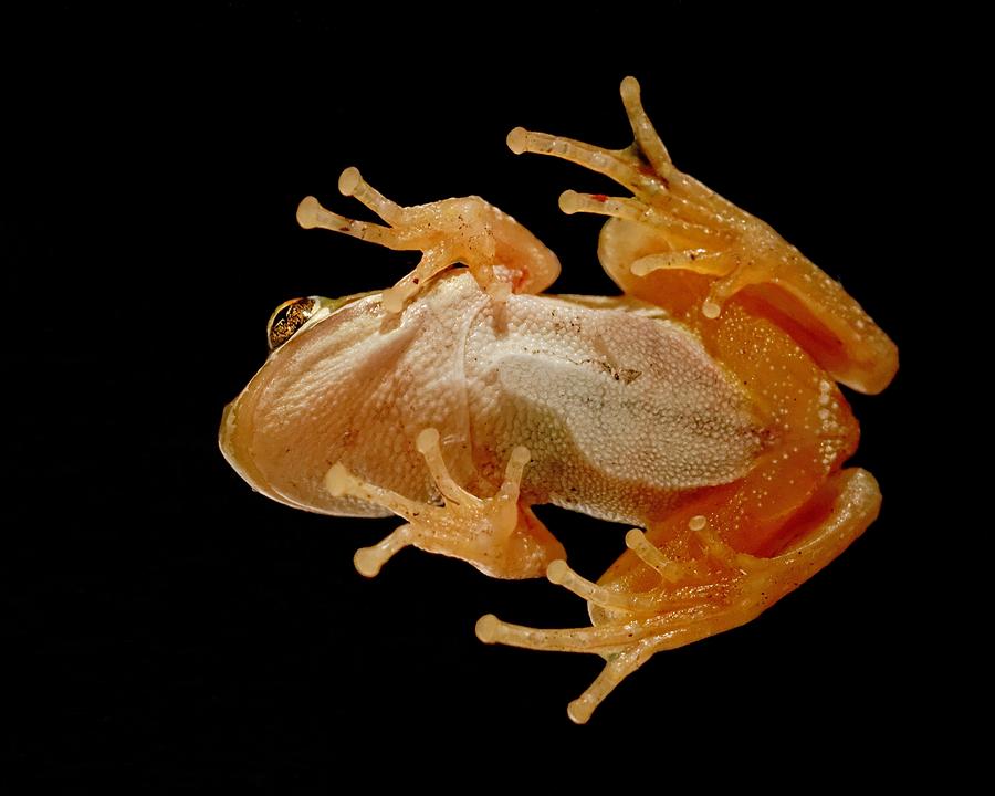 Hunting On Glass - Tree Frog Photograph by KJ Swan