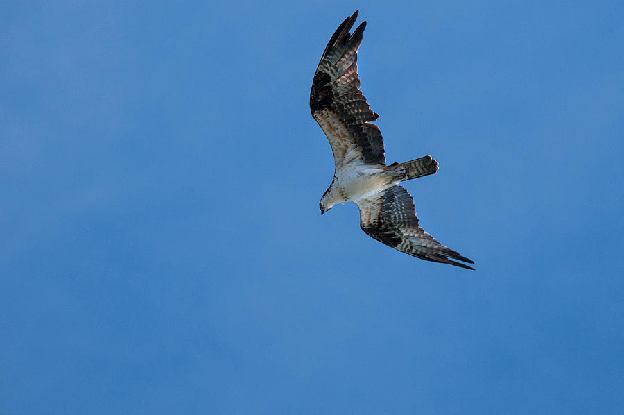 Hunting Osprey Photograph by Brian Green