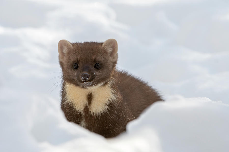 Hunting Pine Marten Photograph by Arterra Picture Library