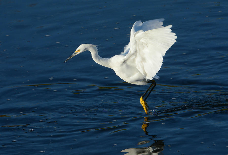 Egret Photograph - Hunting Techniques 2 by Fraida Gutovich