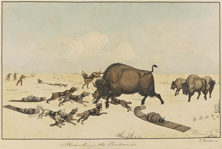 Hunting the Bison Drawing by Peter Rindisbacher