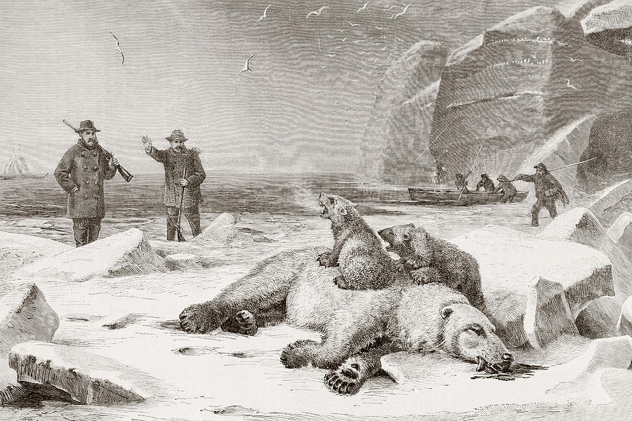 Bear Drawing - Hunting The Polar Bear  Ursus Maritimus by Vintage Design Pics