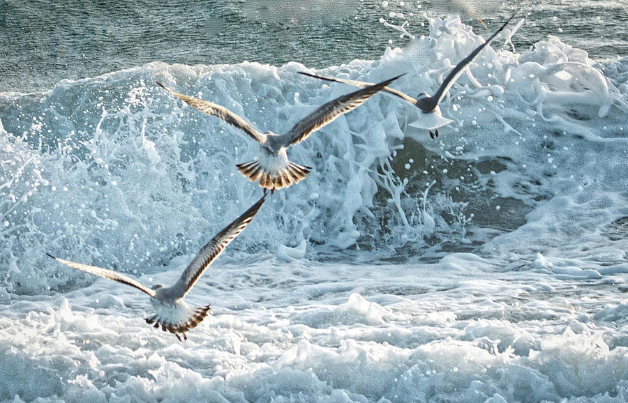Hunting The Waves Photograph by Don Durfee