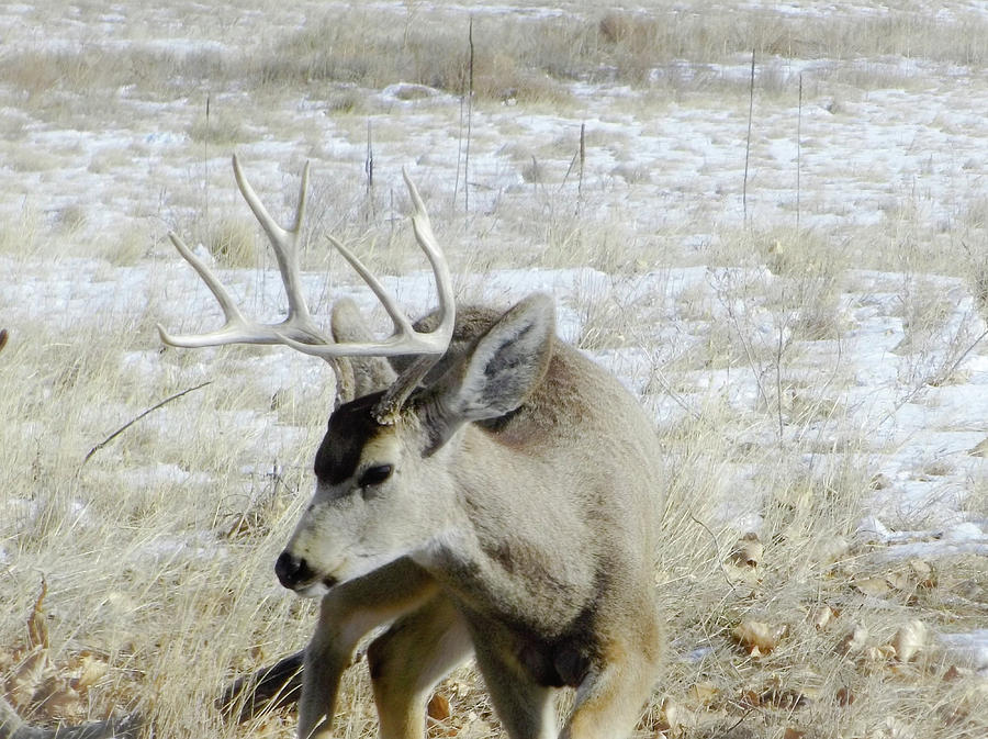 Hunting Time Photograph by Chad Vidas - Fine Art America