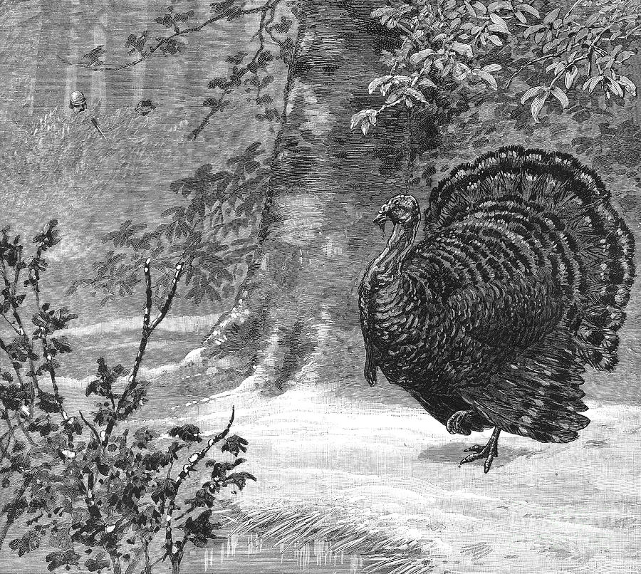 Hunting: Wild Turkey, 1886 Photograph by Granger