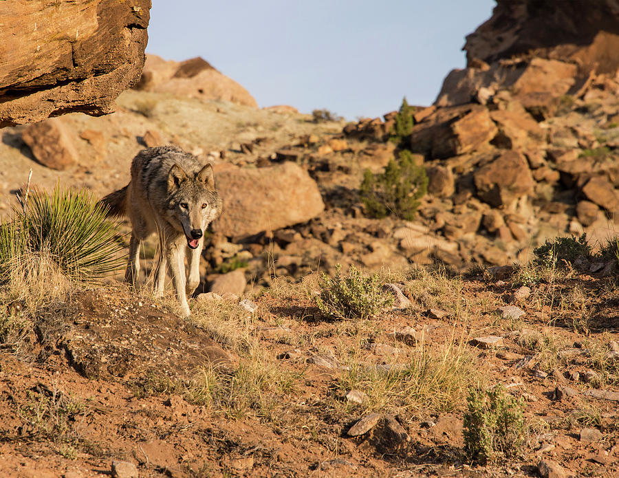 Wolf Photograph - Hunting wolf by Roy Nierdieck Wolf Photograph - Hunting wolf by Roy Nierdieck