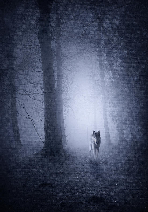 Fantasy Photograph - Hunting Wolf by Svetlana Sewell