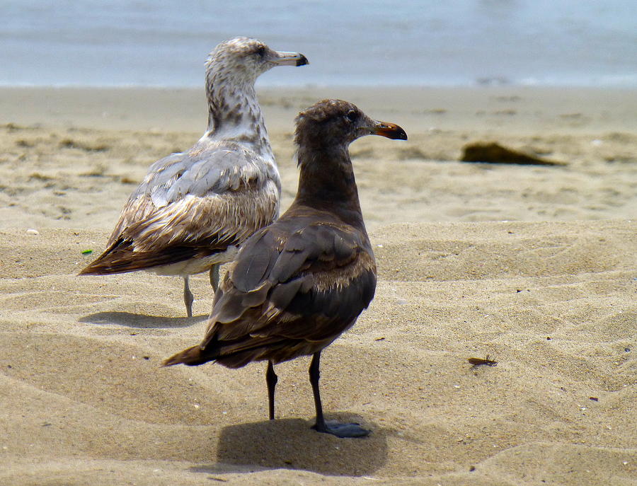 Seagull Photograph - Huntington Beach Gulls by Lori Seaman