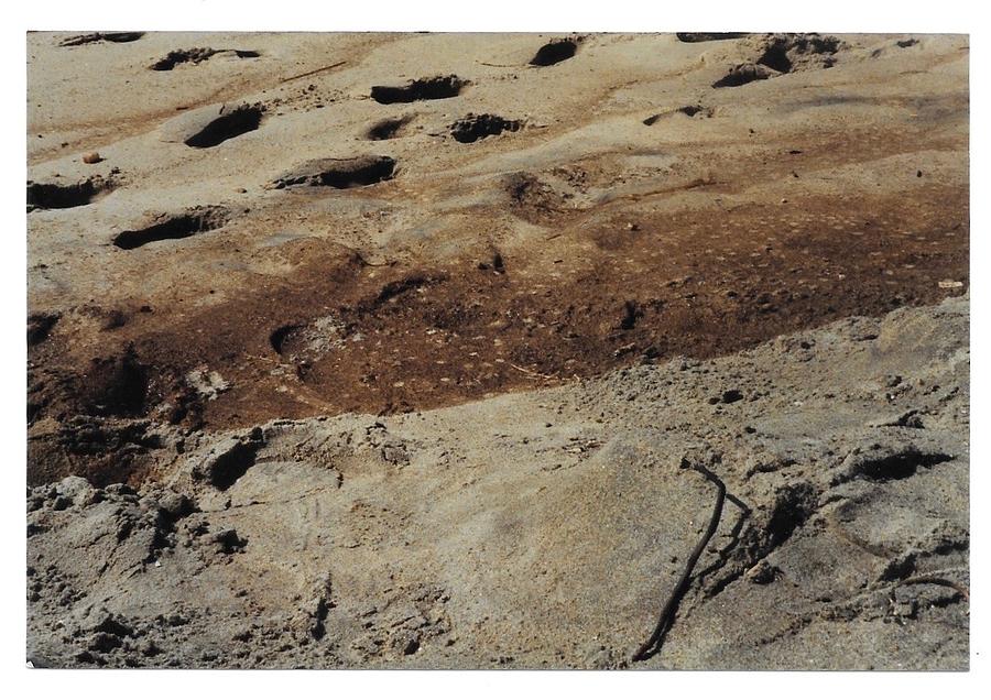 Huntington Beach Oil Spill Affects Newport Beach CA by Paula Hunter Huntington Beach Oil Spill Affects Newport Beach CA by Paula Hunter