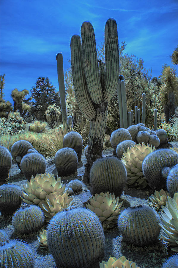 Huntington Botanical Desert Garden in California in Color Infrared Photograph by Randall Nyhof