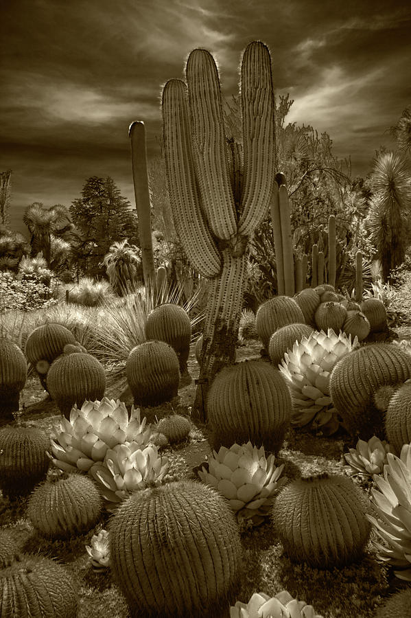 Huntington Botanical Desert Garden in California in Sepia Tone Photograph by Randall Nyhof