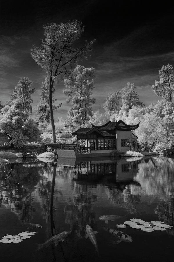 Huntington Chinese Botanical Garden in California with Koi Fish in Black and White Infrared Photograph by Randall Nyhof