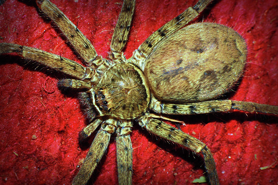 Huntsman Spider Photograph by Larah McElroy