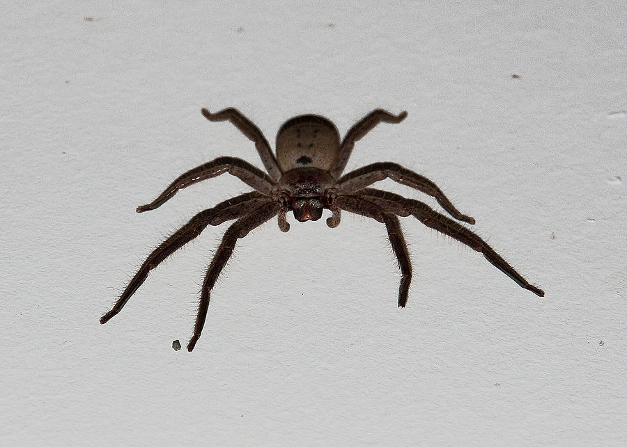 Spider Photograph - Huntsman Spider by Miroslava Jurcik