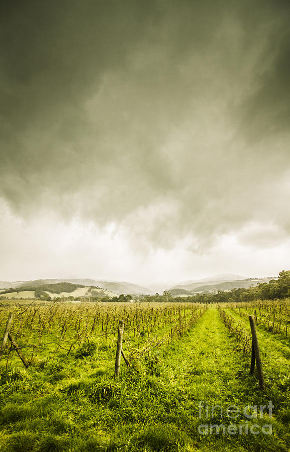 Huon valley apple farm in winter Photograph by Jorgo Photography