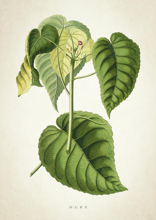 Flower Digital Art - Hura Botanical Print by Aged Pixel