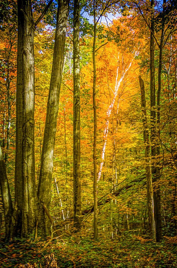 Fall Photograph - Huron County Nature Center Birch by LeeAnn McLaneGoetz McLaneGoetzStudioLLCcom