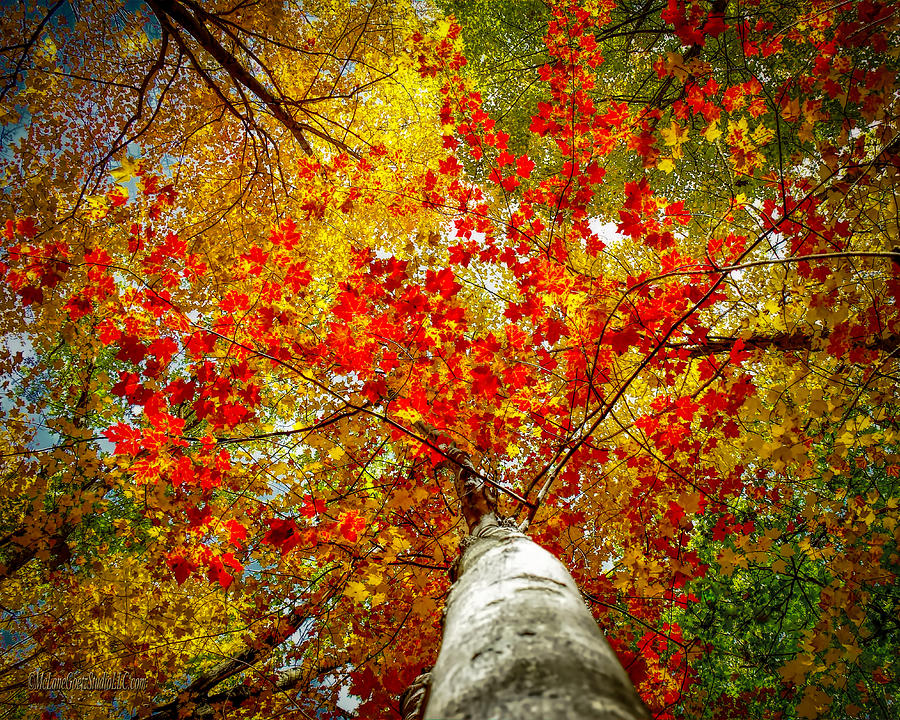 Fall Photograph - Huron County Nature Center Colors Above by LeeAnn McLaneGoetz McLaneGoetzStudioLLCcom