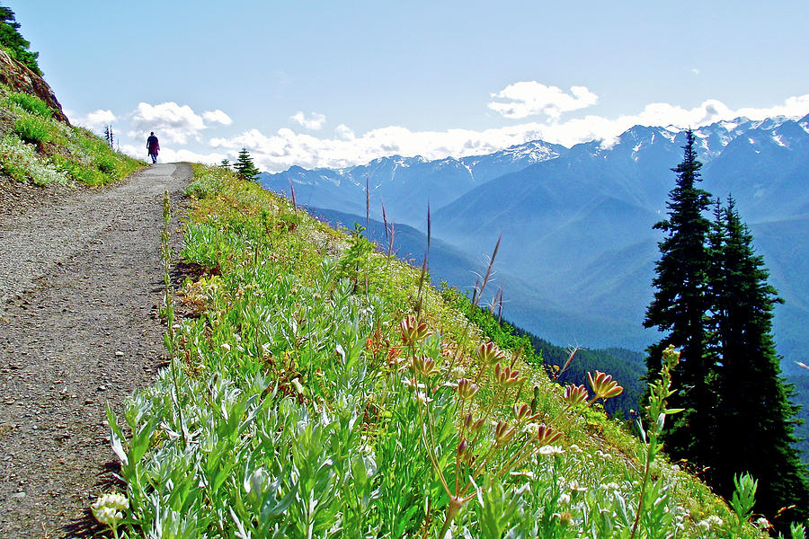 Hurricane HIll Trail, Olympic National Park, Washington Photograph by Ruth Hager