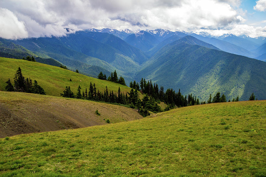 Hurricane Ridge Green Fields and Blue Mountains Photograph by Roslyn Wilkins