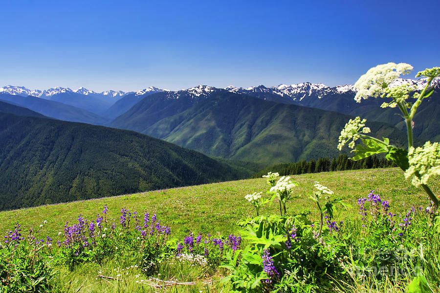 Hurricane Ridge in Olympic National Park Photograph by Bruce Block