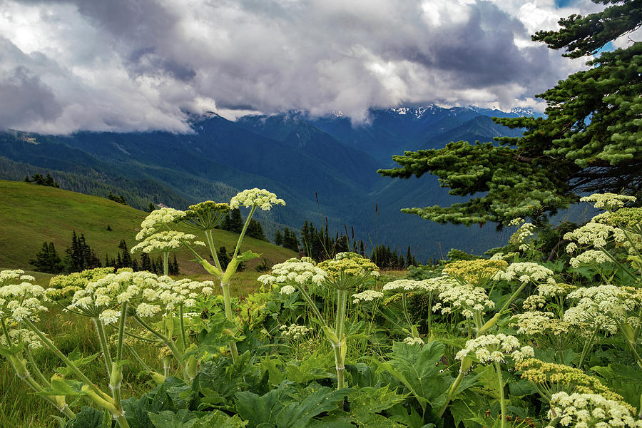 Hurricane Ridge Wildflowers and Clouds Photograph by Roslyn Wilkins