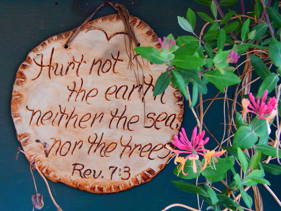 Hurt Not The Earth Photograph by Virginia White
