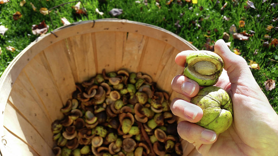 Husking Hickory Nuts Photograph by Brook Burling
