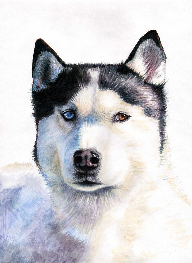 Husky Blue Painting by Nicole Zeug - Fine Art America