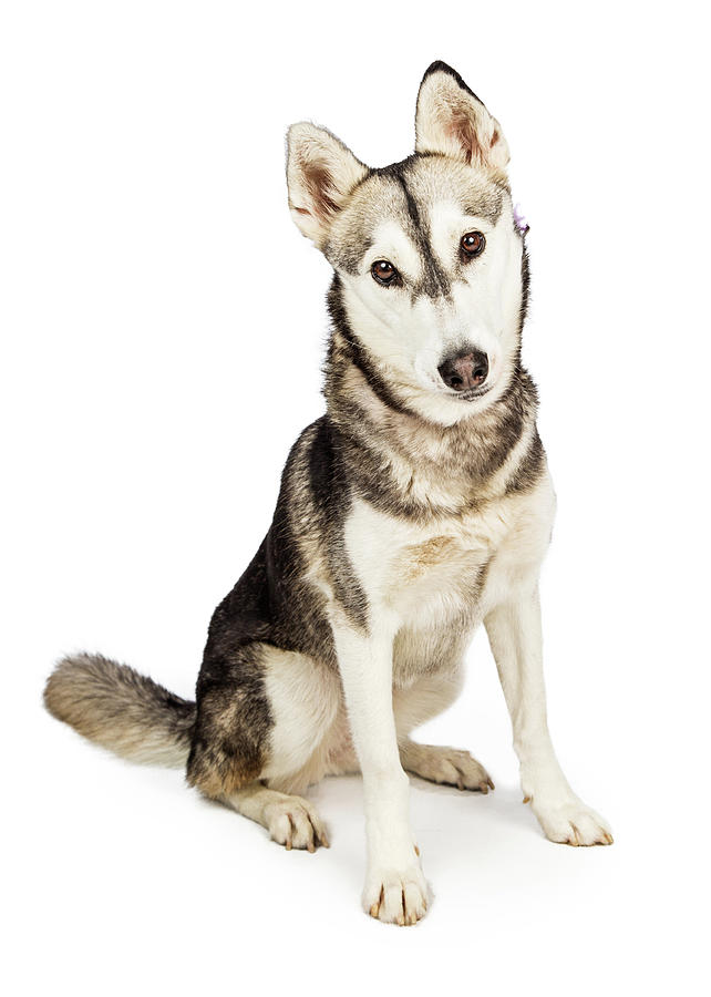 Husky Crossbreed Dog with Attentive Expression Photograph by Good Focused