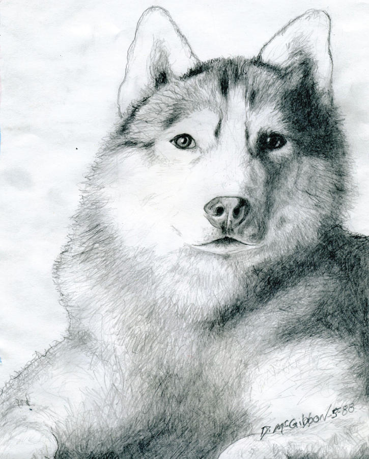Husky Drawing - Husky by Dan McGibbon