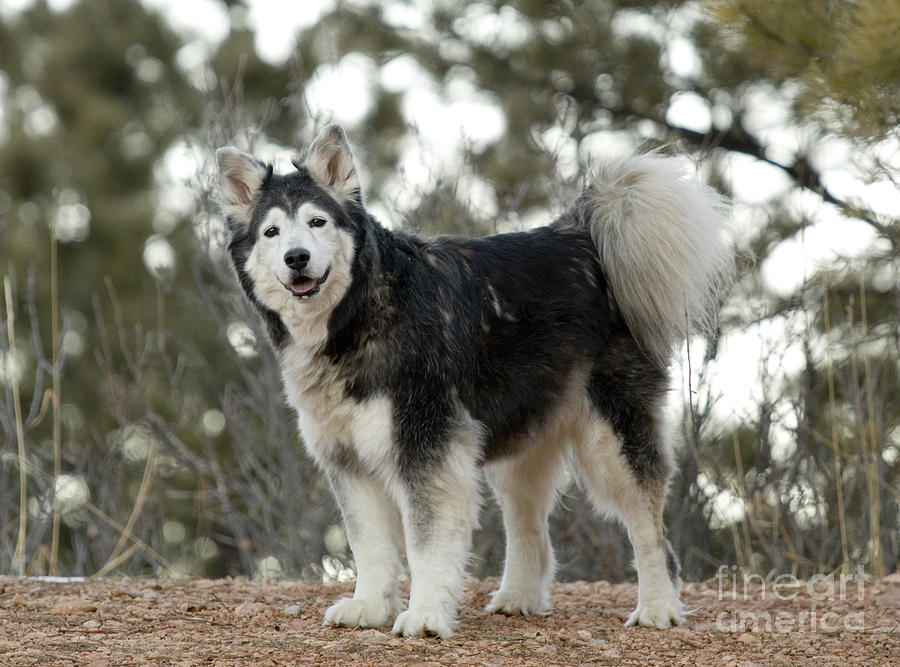 Husky Dog In Mountains Photograph